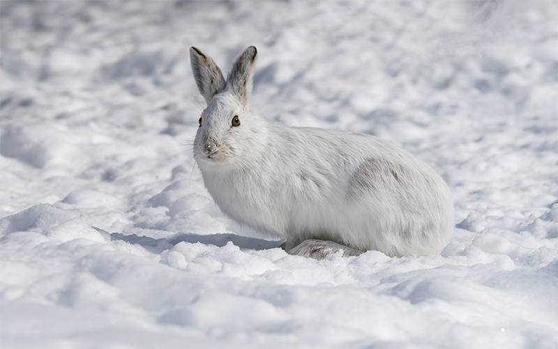 Can Snowshoe Hares Adapt to Climate Change? | Sierra Club